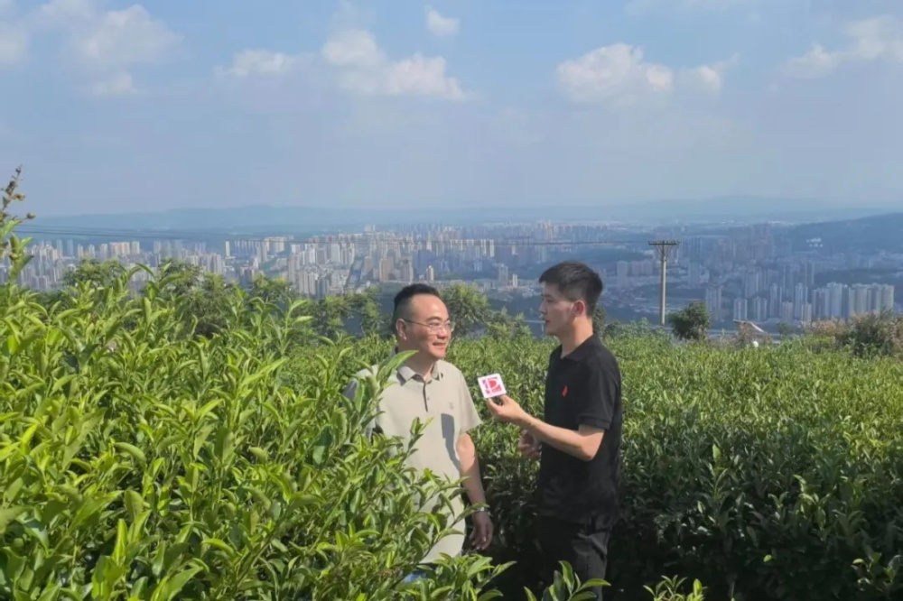 【2025法治中国行·重庆站①】永川：飘香“秀芽”背后的检察守护